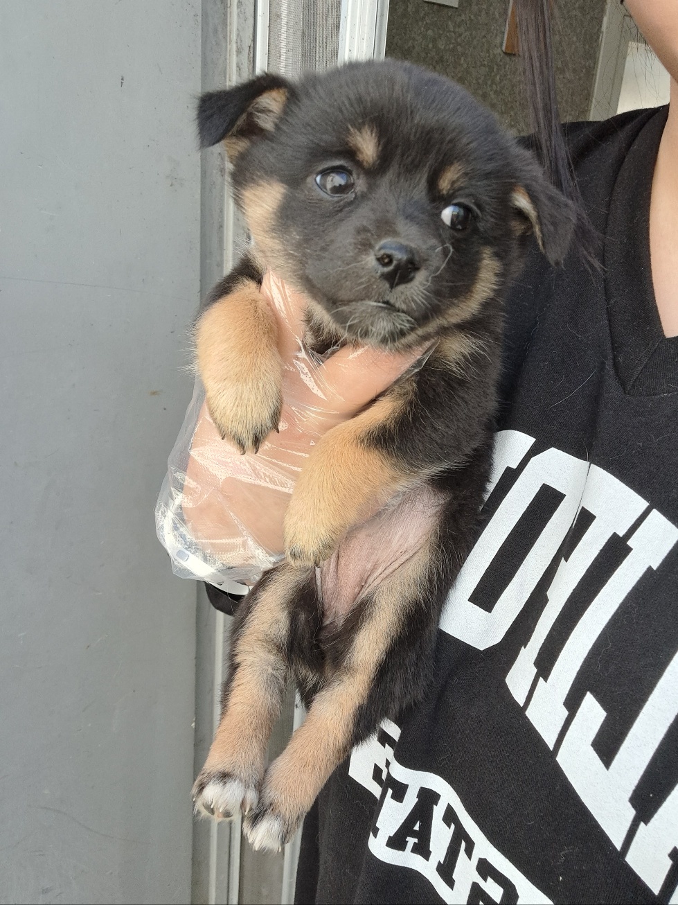 울산유기동물보호센터_431373202300250